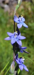 Thelymitra atronitida