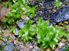 Rosulabryum