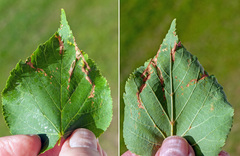 Apiognomonia errabunda