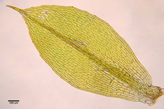Rosulabryum