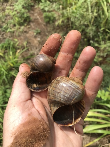 Channeled Apple Snail