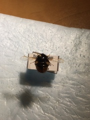 Pterodontia flavipes