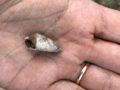 Carelia necra