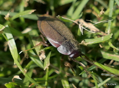 Diploptera punctata