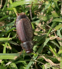 Diploptera punctata