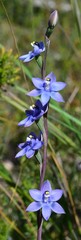 Thelymitra atronitida