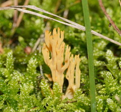 Phaeoclavulina flaccida