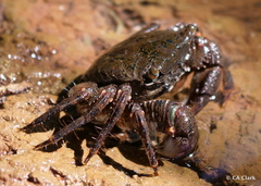 Metopograpsus thukuhar