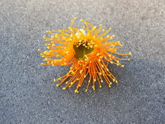 Eucalyptus miniata