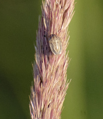 Neottiglossa leporina