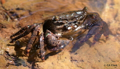 Metopograpsus thukuhar
