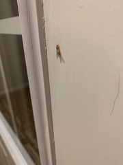 Solenopsis carolinensis