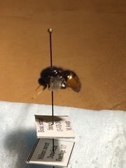 Pterodontia flavipes