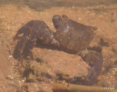 Metopograpsus thukuhar