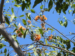Eucalyptus miniata