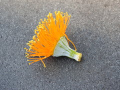 Eucalyptus miniata