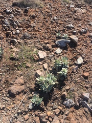 Dudleya virens
