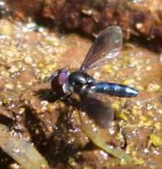 Ocyptamus dimidiatus