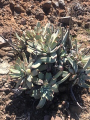 Dudleya virens