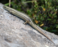 Pseudemoia pagenstecheri