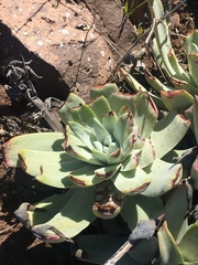 Dudleya virens