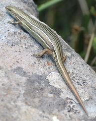 Pseudemoia pagenstecheri