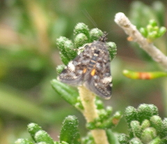 Heliothela oreias