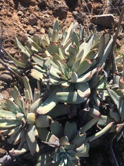 Dudleya virens