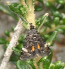 Heliothela oreias