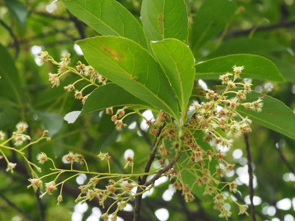 Elaeocarpus glabripetalus (Elaeocarpus glabripetalus)