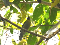 Brachypodius priocephalus