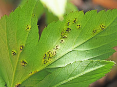 Puccinia aegopodii