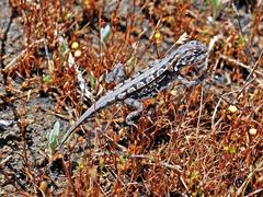 Ctenophorus adelaidensis