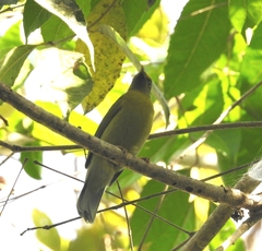 Brachypodius priocephalus