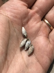 Leptachatina