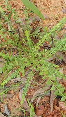 Acacia sublanata