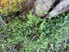 Chenopodium nutans nutans
