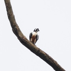 Microhierax fringillarius