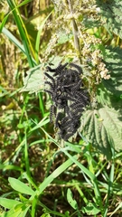 Aglais urticae
