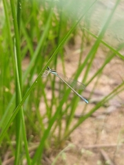 Aciagrion occidentale