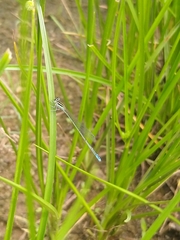 Aciagrion occidentale