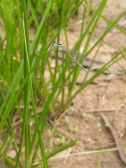 Aciagrion occidentale