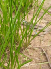 Aciagrion occidentale