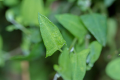 Chenopodium nutans nutans