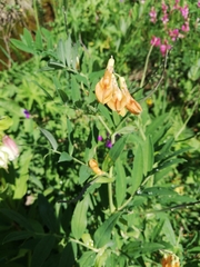 Lathyrus laevigatus