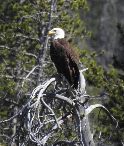 Bald Eagle photographed in Idaho