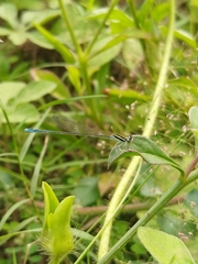 Aciagrion occidentale