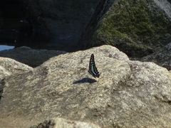 Graphium evemon eventus