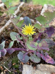 Sonchus oleraceus