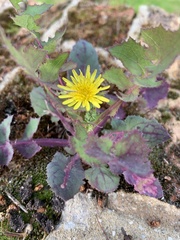 Sonchus oleraceus